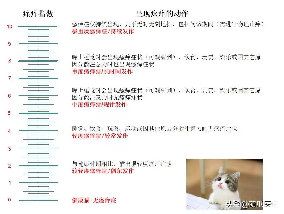 猫咪过敏是属于炎症反应吗,猫咪过敏怎么排除过敏源
