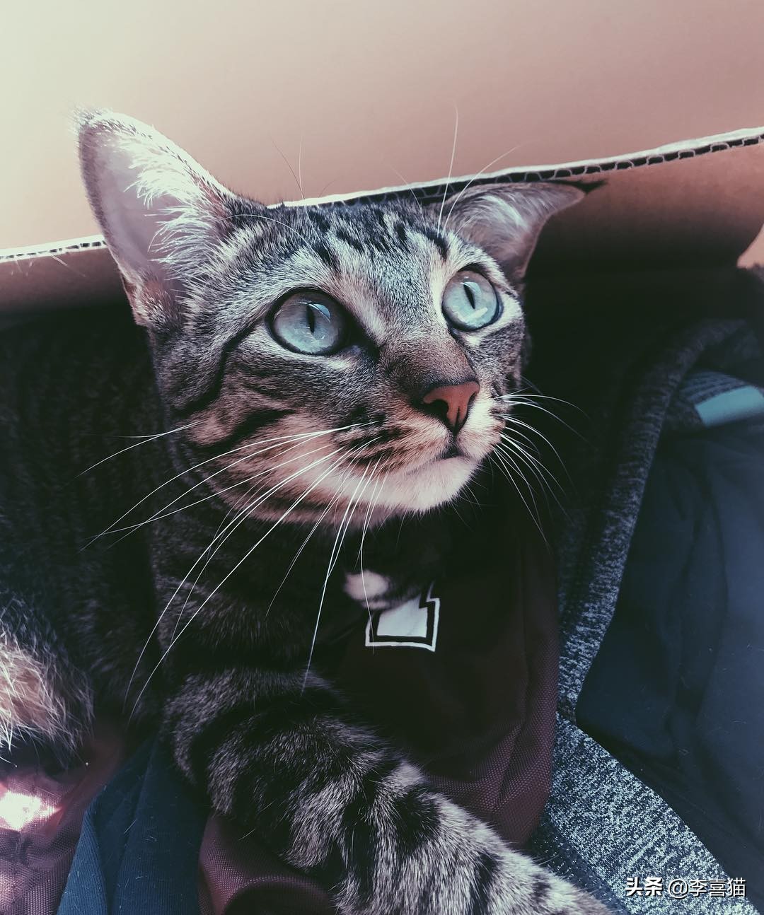 铲屎官收拾屋子,铲屎官最应该给猫咪的5种东西