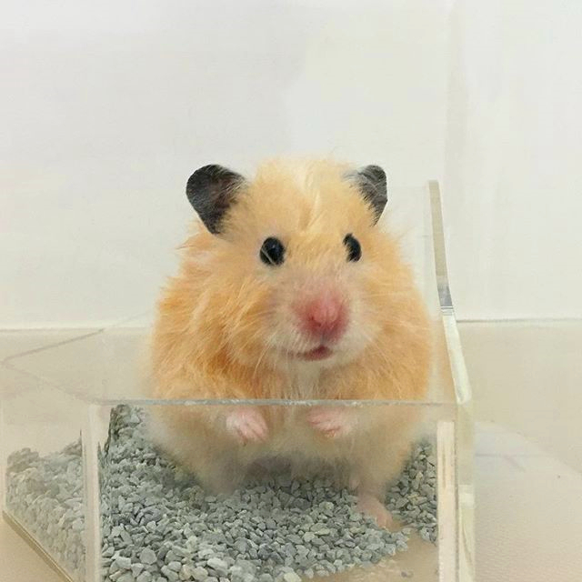 养鼠日常分享仓鼠吃东西,仓鼠能不能吃花朵