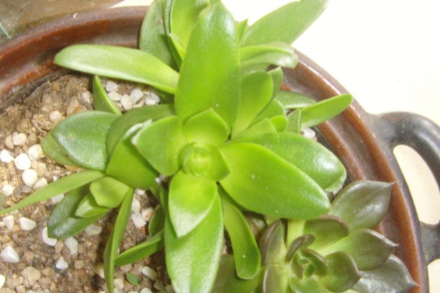 火祭不红怎么回事,为什么有的火祭怎么晒都不红