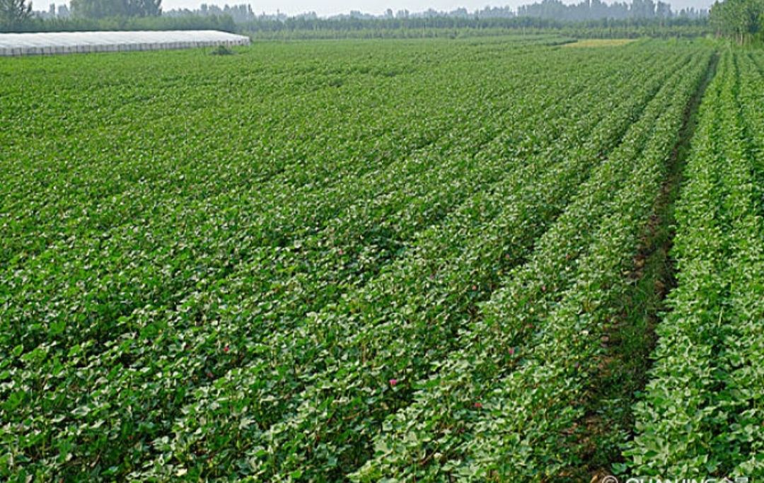 对棉花有种特殊的感情,棉花情感故事