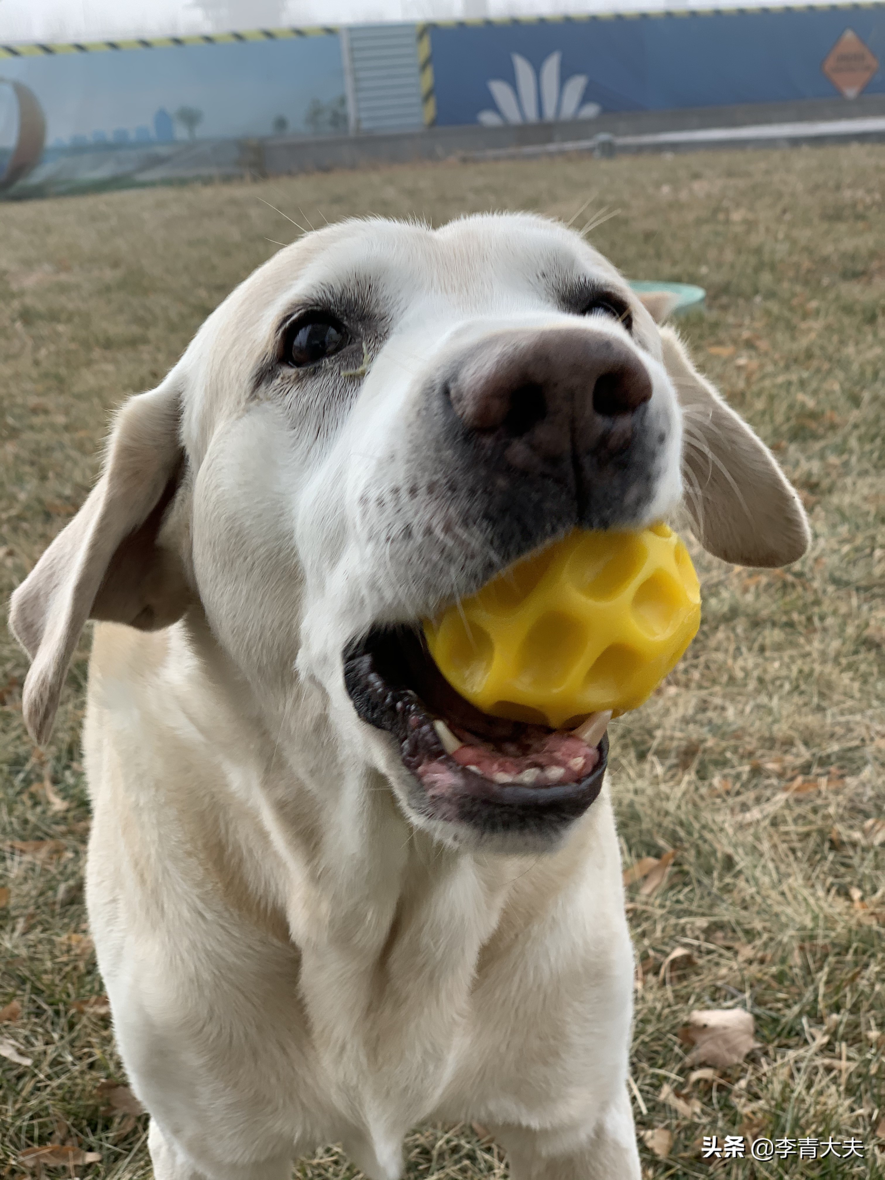 麦扣的家庭,麦扣的质感好物