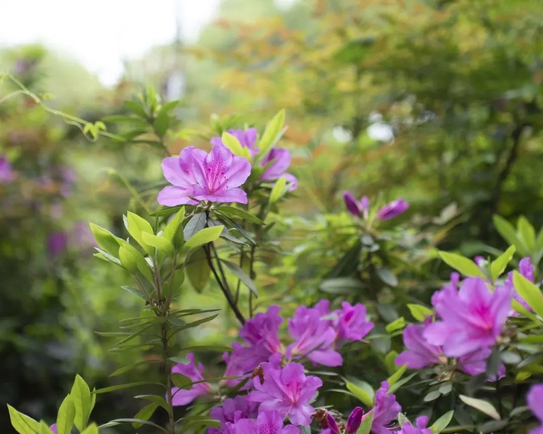 欣赏西湖的全景太美了,西湖美景实在美怎么也看不够