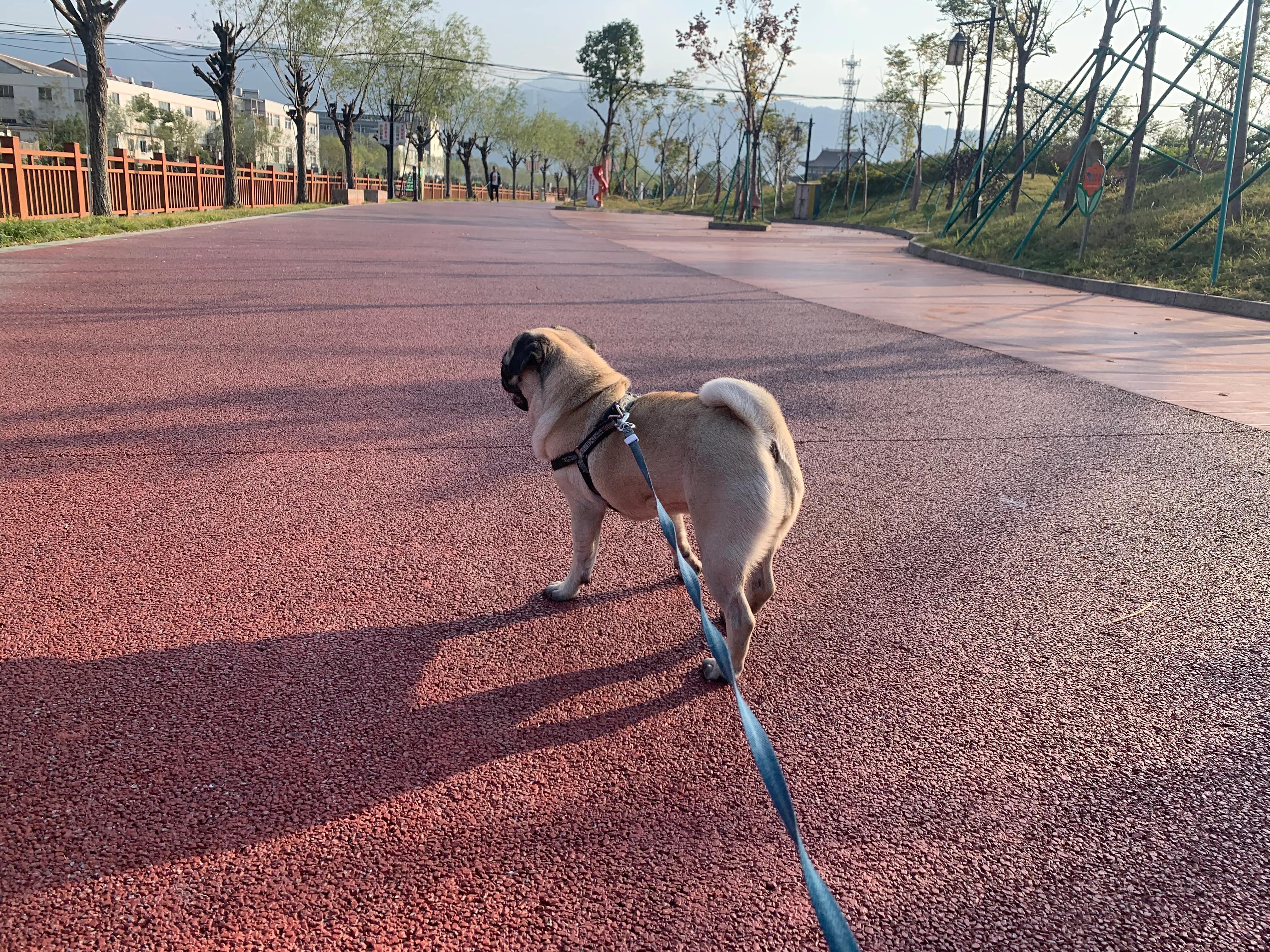 狗狗呕吐发抖是什么原因,狗狗呕吐的原因有哪些喂什么药