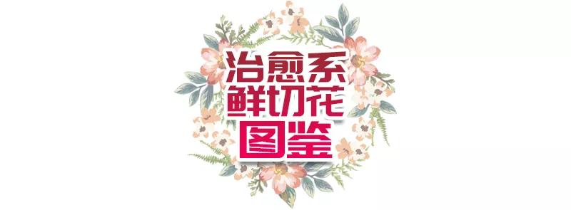 汉中门花市,汉中门花市价格
