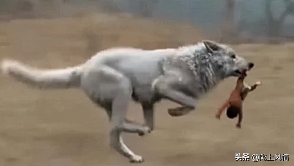 民国时期的狼灾事件,甘肃狼群事件