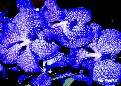 日本国花是什么花啊,全世界各国的国花是什么花