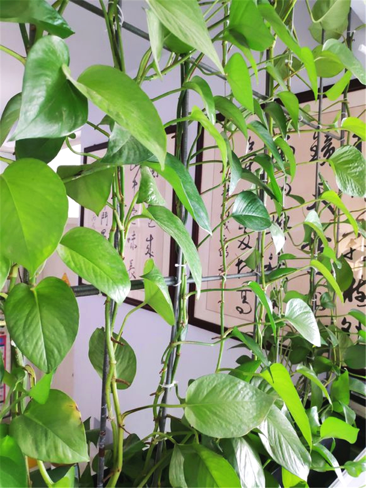 绿萝越养叶子越小,绿萝换盆后发蔫发黄烂根