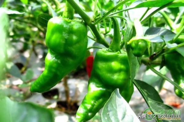中辣的辣椒品种有哪些,朝天辣椒哪个品种最好