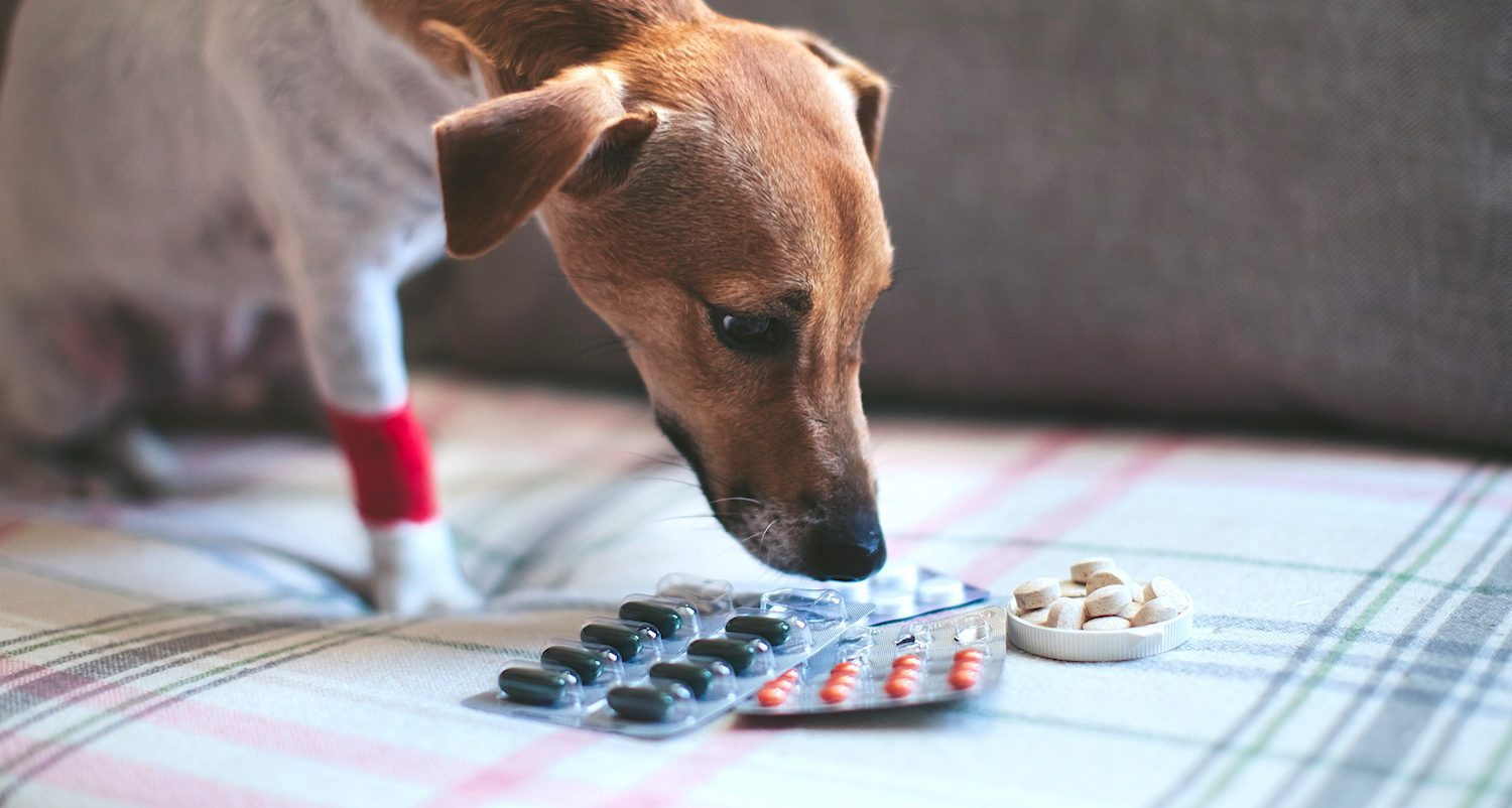 狗狗经常呕吐应该吃什么药好,狗狗肠胃不好呕吐怎么治