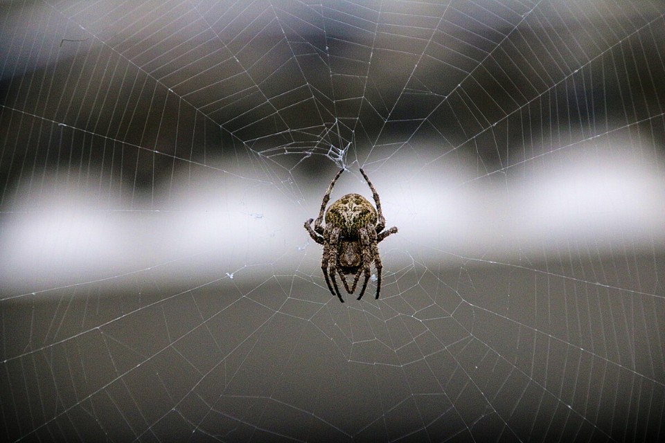 国外网友分享的动植物昆虫笔记,北方常见的昆虫科普知识大全集
