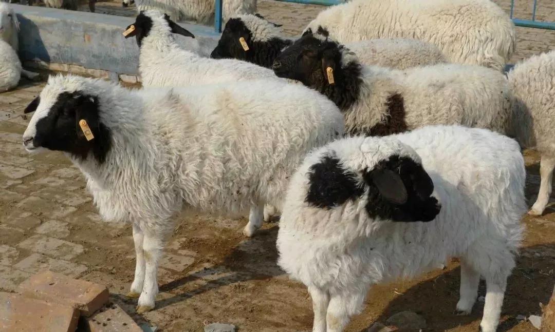 羔羊的饲养技术流程,初生羔羊怎么饲养管理