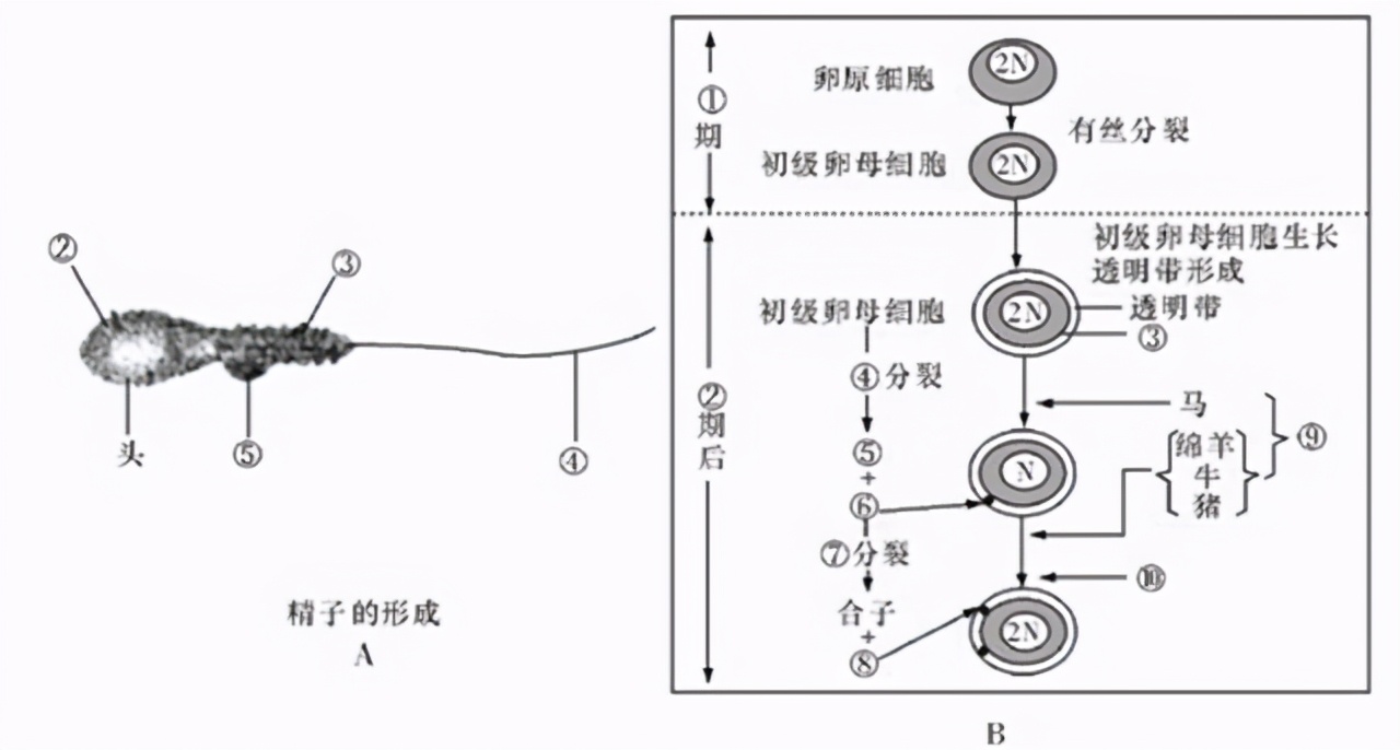 一滴精=十滴血，“精尽人亡”会发生吗？建议男女都了解清楚