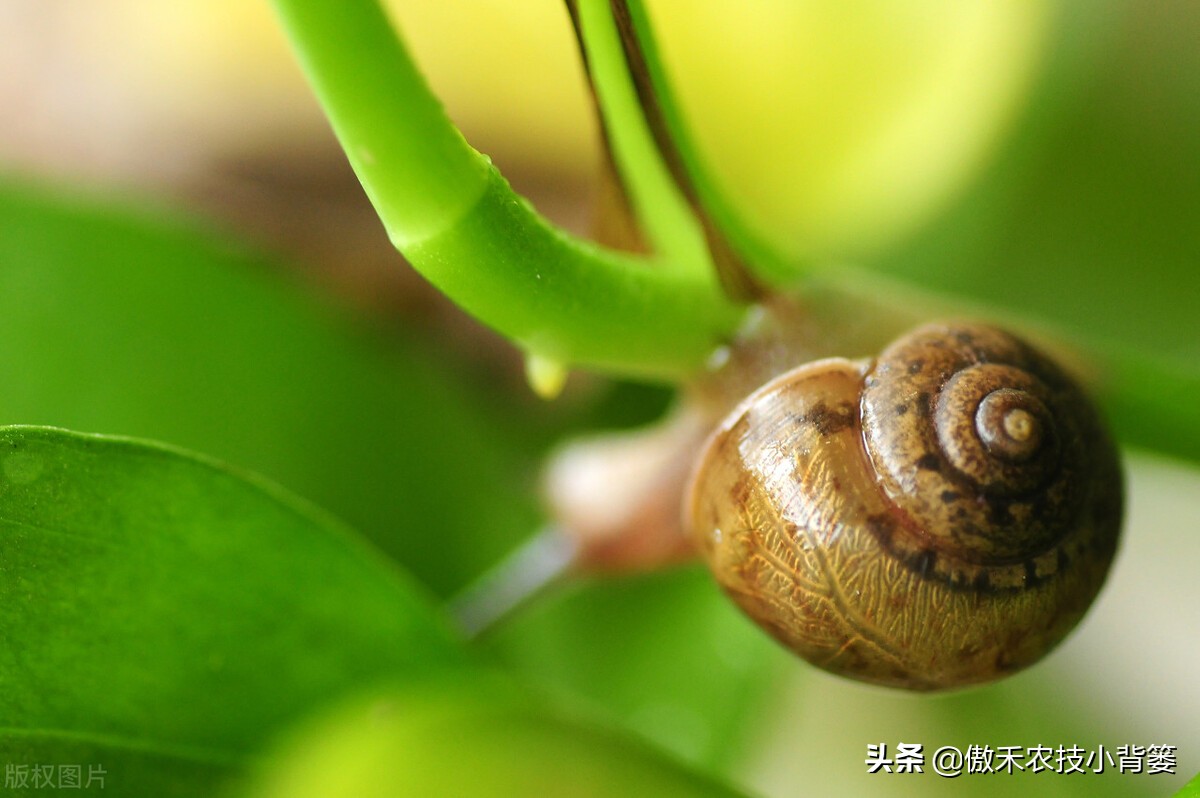 种植蔬菜蜗牛很多怎么办,蔬菜上的蜗牛用什么方法治