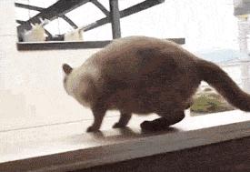 猫咪意外坠楼死了灵魂在家吗,猫死在窗户下好不好