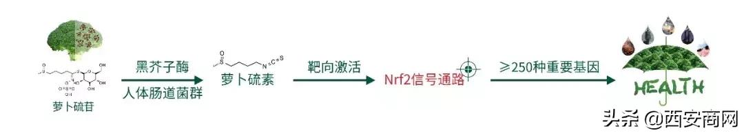 新品类健康力作：SFN西兰花植物饮料