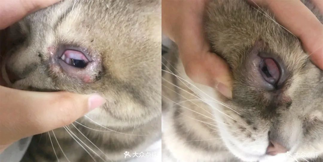 猫咪眼睑内翻必须手术吗,猫咪铲屎官有哪些表现症状