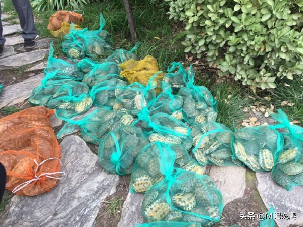 巴西龟有多凶残外来物种,巴西龟为什么是生态杀手