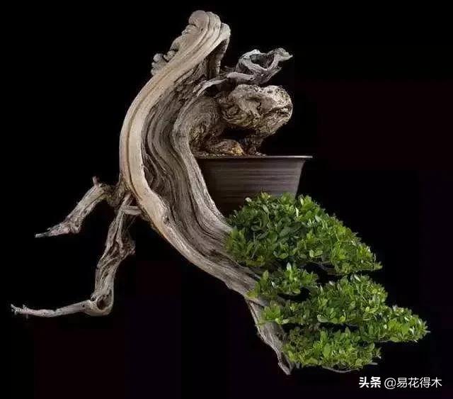 舍利干柏盆景造型,舍利干盆景怎么样