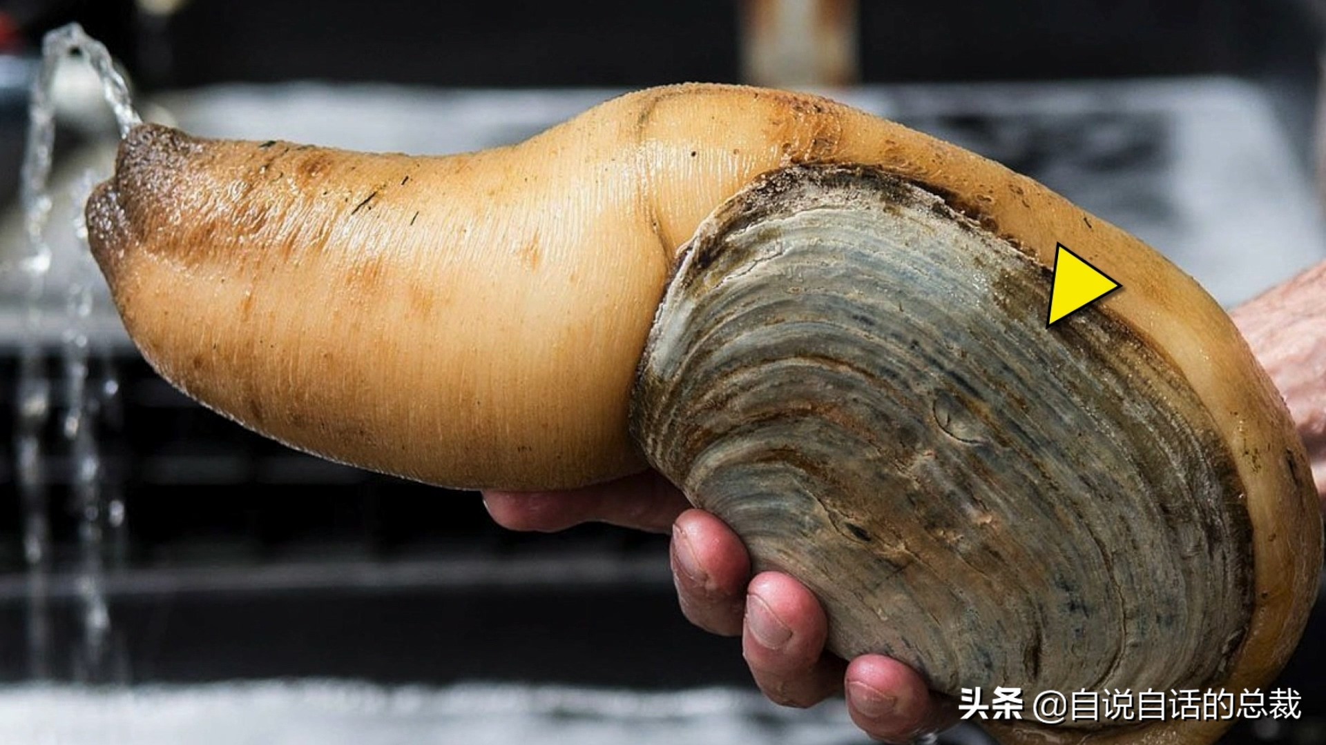 蛏子与小人蚬的区别,贻贝蛤蜊有什么区别