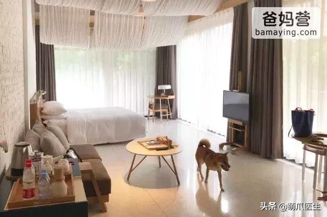 上海可带宠物入住的酒店推荐,怎么选宠物友好酒店房间