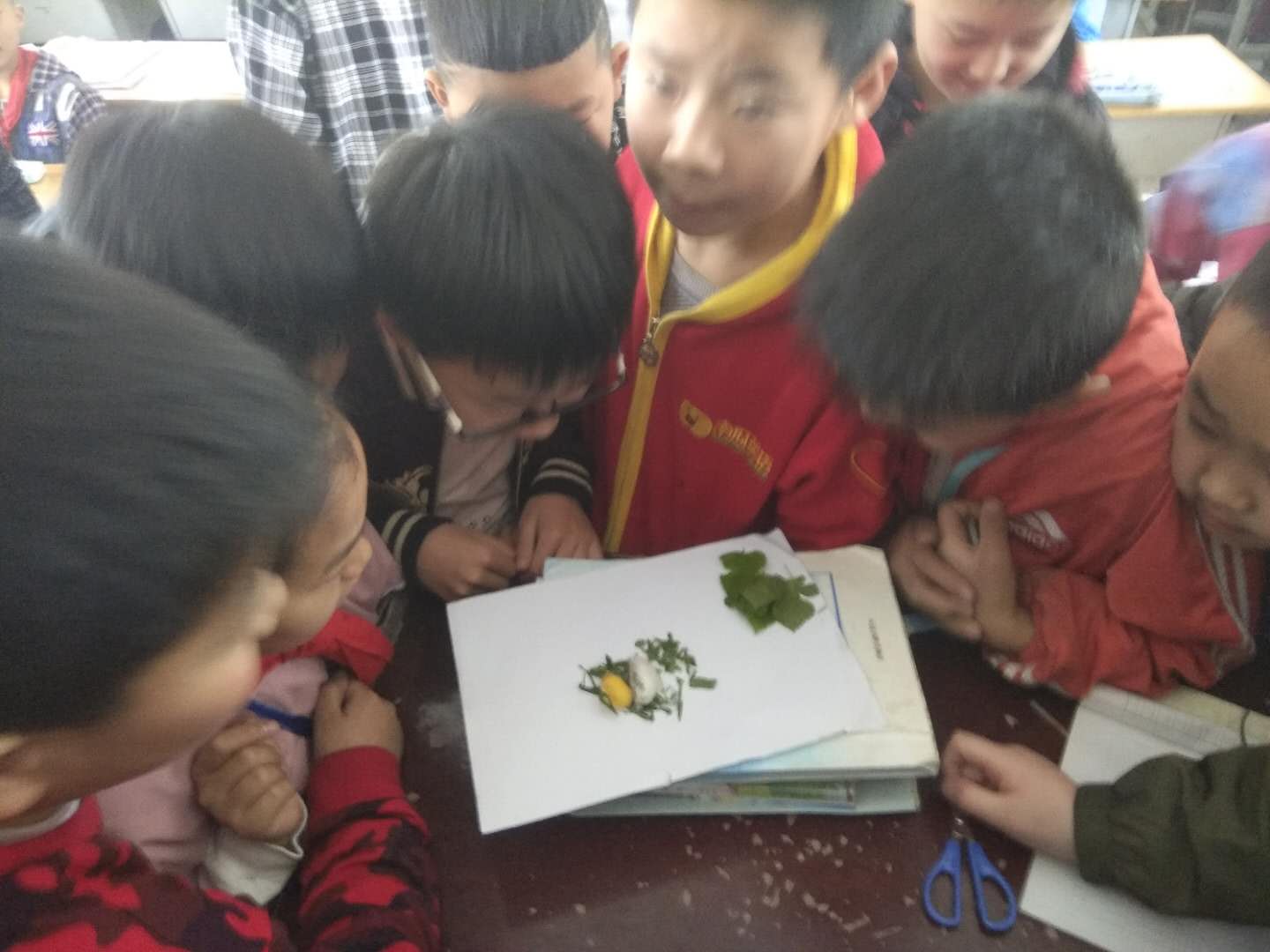 害怕养蚕,不要轻易养蚕