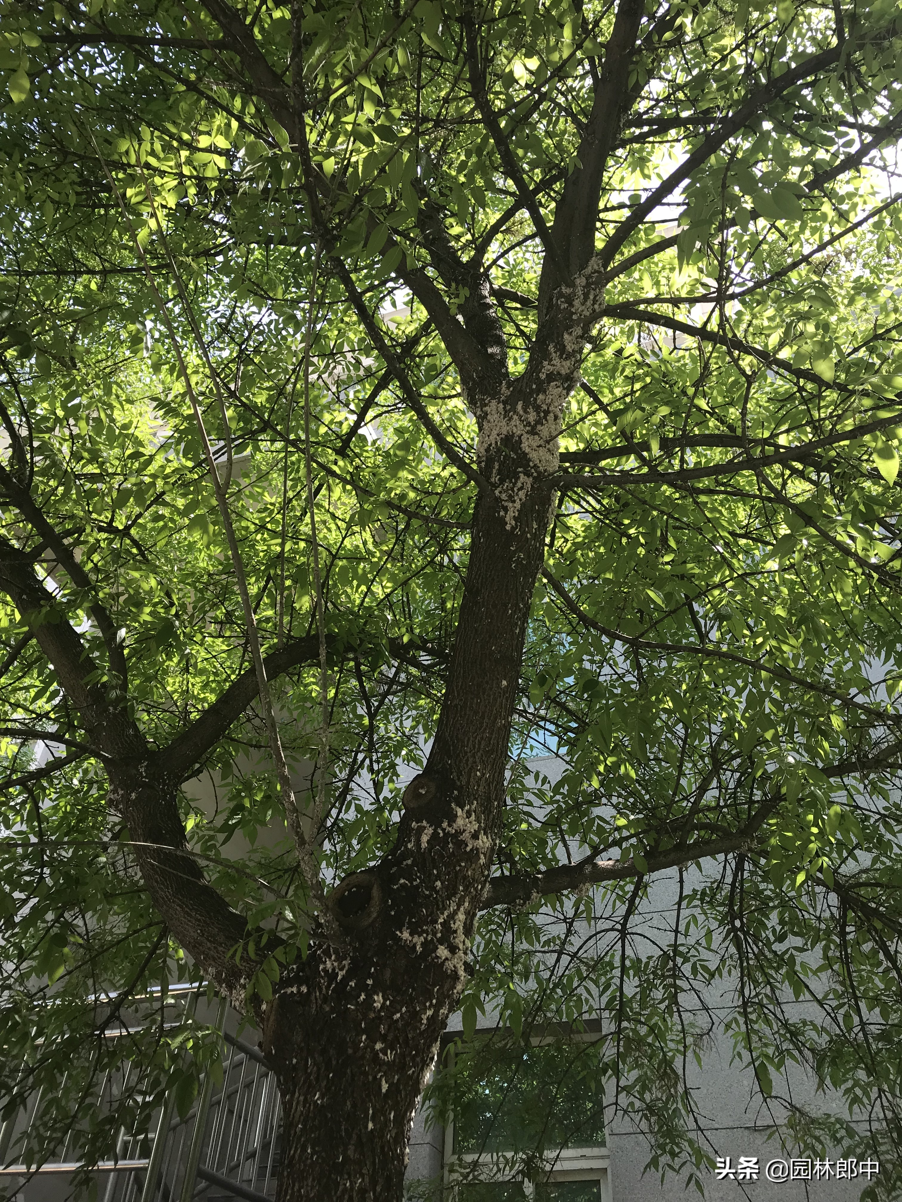 草履蚧防治月份,草履蚧壳虫防治
