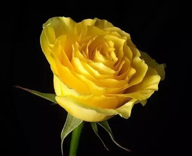 每天学习一点点——100种玫瑰品种科普