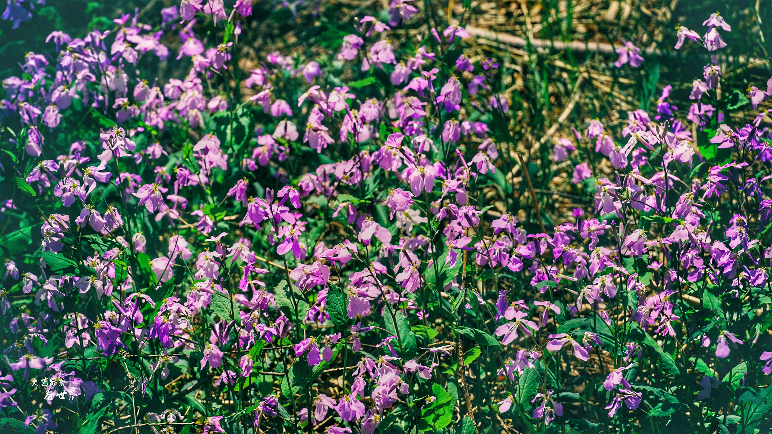 沈阳已被评为国家中心城了吗,沈阳被评为国家交通枢纽城市
