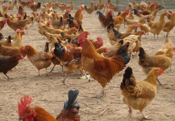 啄肛的鸡怎么处理,鸡啄毛问题如何解决