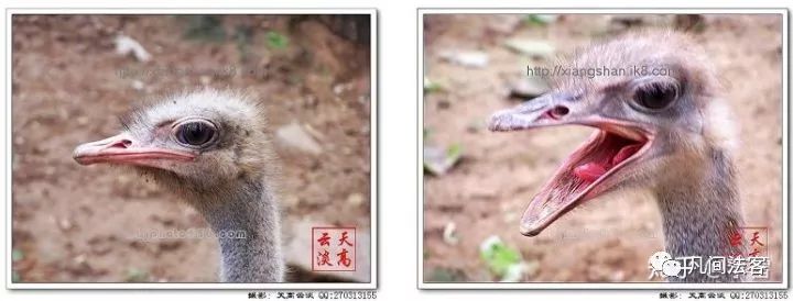 劳荣枝是怎样被警方抓到的,劳荣枝被捕采访被曝