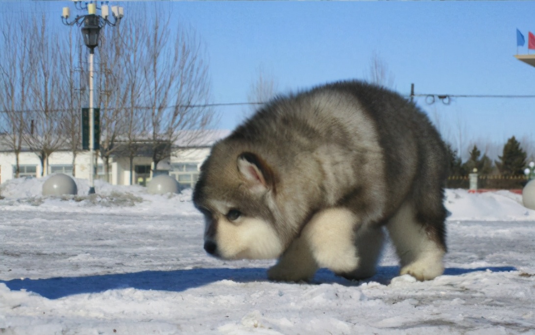 狗界中的大饭桶,狗界第一饭桶