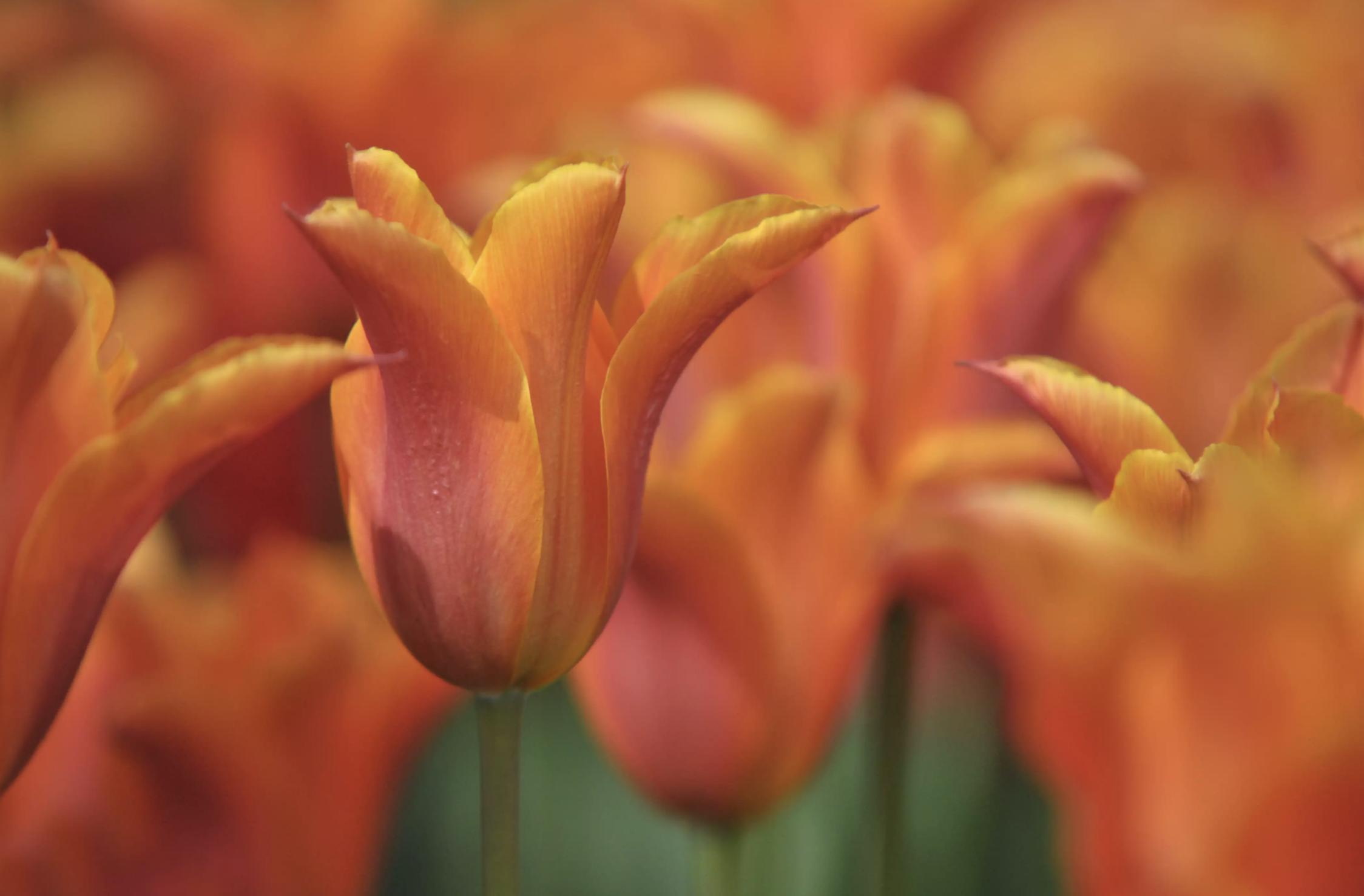 充满生命力的花卉,20种黄色的花
