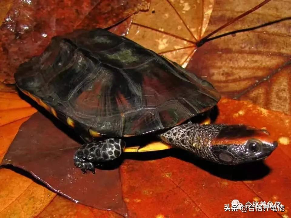 养龟龙眼叶是买绿色好还是红色好,养龟的注意事项及禁忌