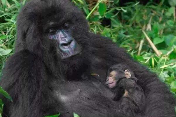 世界上最便宜的公园门票,世界上最便宜的公园多少钱