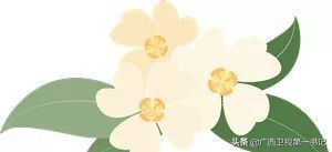 旱藕是啥“藕”?这里的人靠种它脱了贫