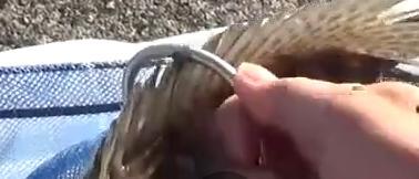 矶钓竿海钓用法视频教程,海钓矶竿钓底正确绑法