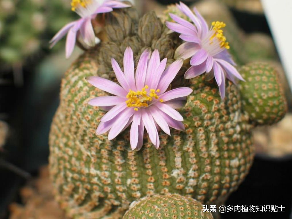 阴遁丸仙人球,隐遁丸