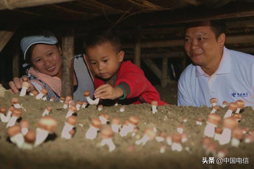 姬松茸撑起“致富伞”，特色产业种出新希望