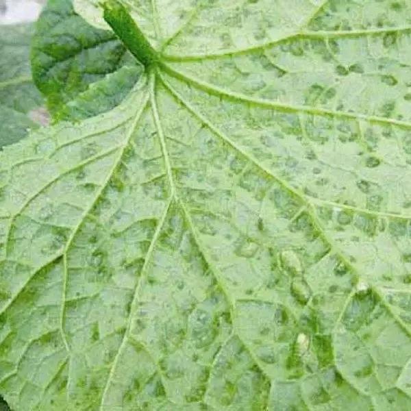 学会这一招，靶斑病不用愁，黄瓜“小黄点”轻松就搞定