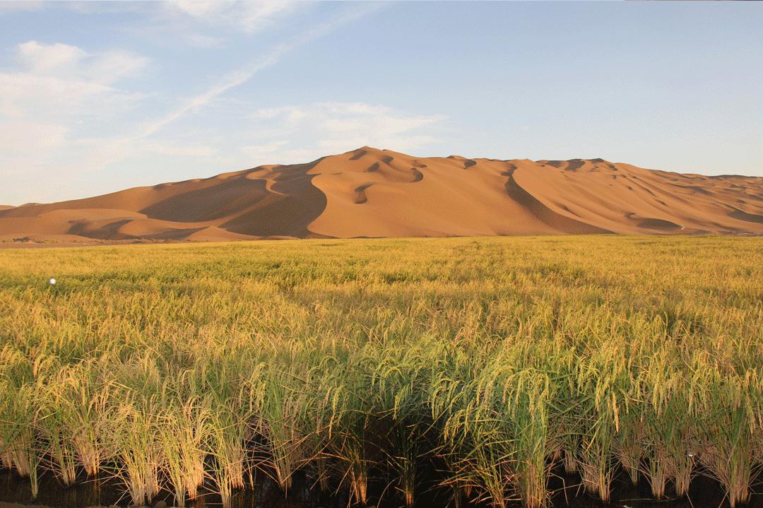 镉大米为何连年屡禁不止,镉大米会二次污染吗