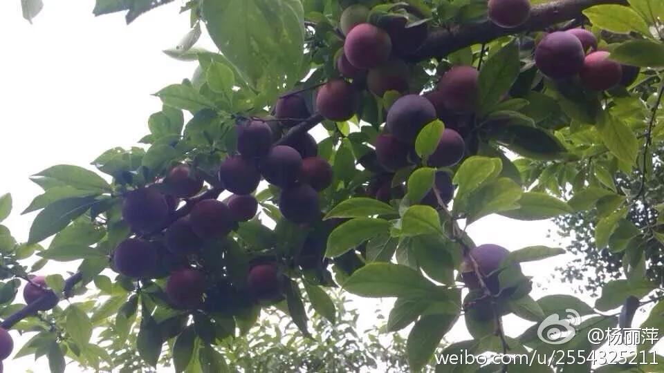 有一种向往叫西双版纳,有一种向往叫诗和远方完整版