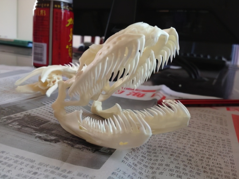 雌性森蚺繁殖后会吃掉雄性吗,雌性森蚺为什么把雄性森蚺吃掉