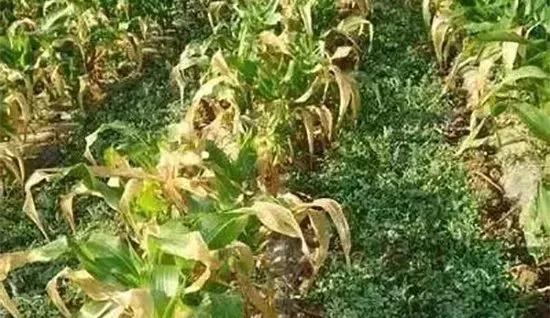 玉米发黄死苗用什么农药好,玉米苗死苗怎样防治