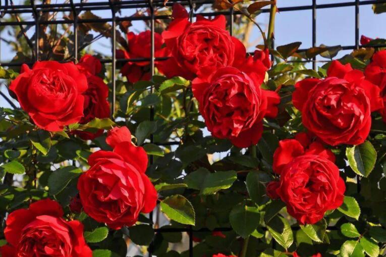 发现一个很独特的小院,发现一户人家的小花园