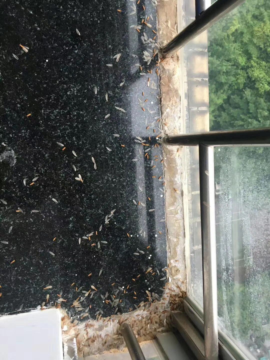 广州荔湾灭白蚁公司,江都区家庭灭白蚁咨询热线