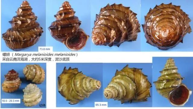 螺蛳粉炒螺图片,螺蛳粉美味螺