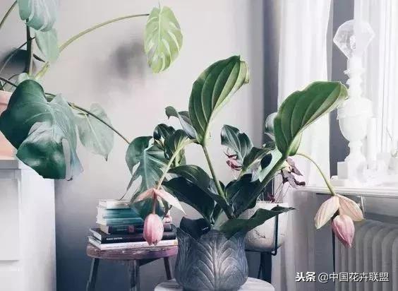 打翻了调色盘的花,打翻了调色盘的美景