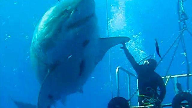 巨型大白鲨真的存在吗,最可怕的巨型大白鲨