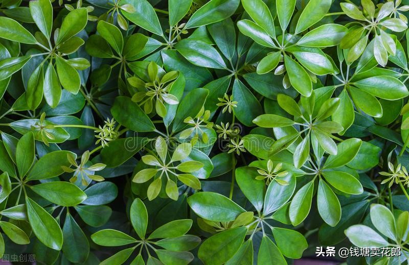 鸭掌木刚栽上叶子耷拉变软怎么办,鸭掌木叶子耷拉变软也不长怎么办